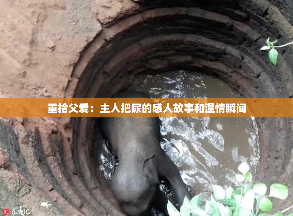 重拾父爱：主人把尿的感人故事和温情瞬间