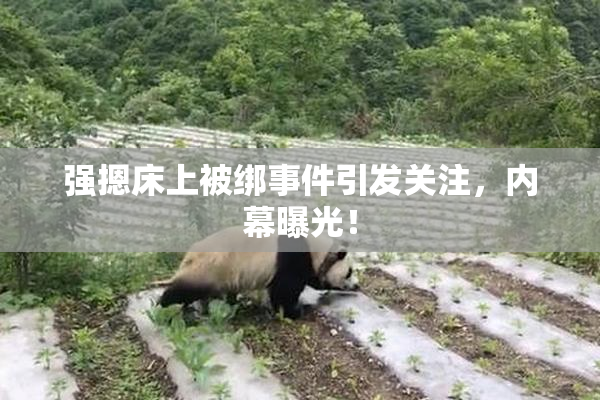 强摁床上被绑事件引发关注，内幕曝光！