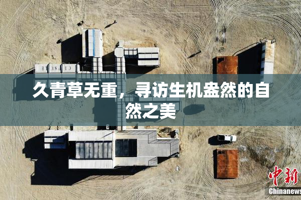 久青草无重，寻访生机盎然的自然之美
