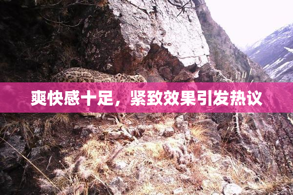 爽快感十足，紧致效果引发热议