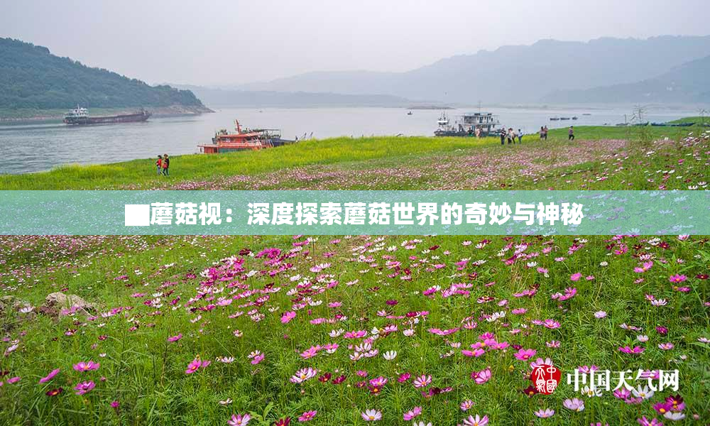 ▇蘑菇视：深度探索蘑菇世界的奇妙与神秘