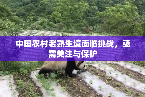 中国农村老熟生境面临挑战，亟需关注与保护
