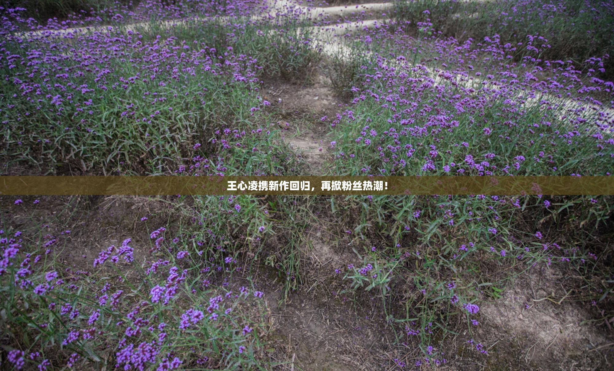 王心凌携新作回归，再掀粉丝热潮！