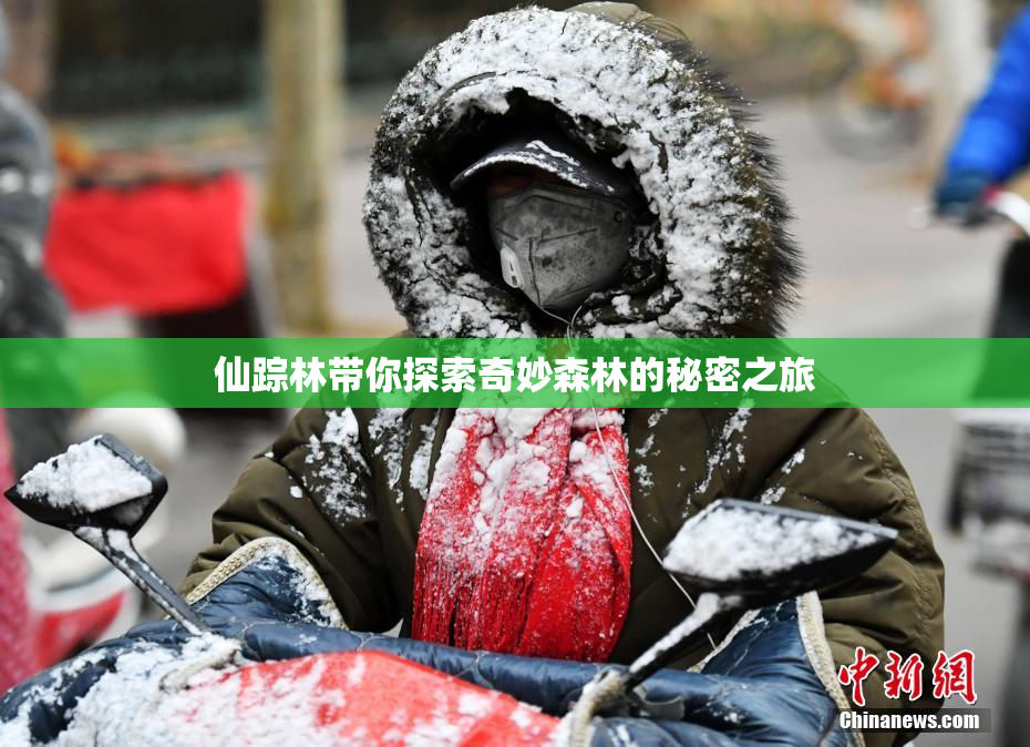 仙踪林带你探索奇妙森林的秘密之旅