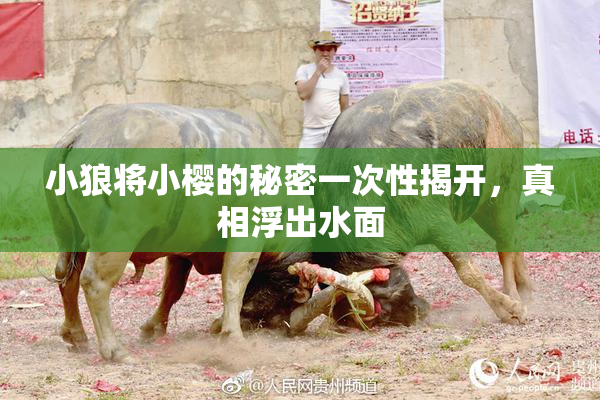 小狼将小樱的秘密一次性揭开，真相浮出水面