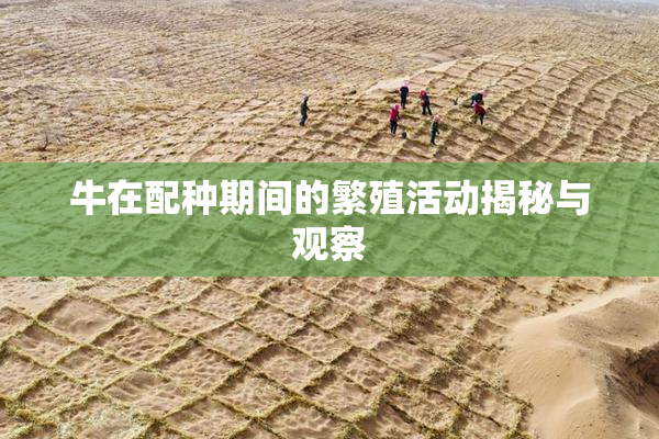 牛在配种期间的繁殖活动揭秘与观察