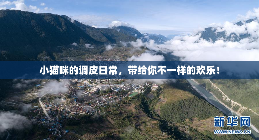 小猫咪的调皮日常，带给你不一样的欢乐！