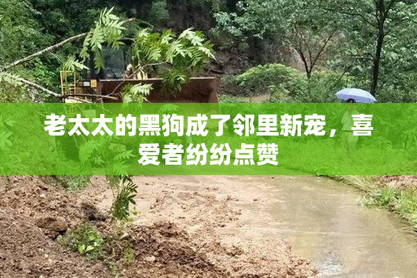 老太太的黑狗成了邻里新宠，喜爱者纷纷点赞