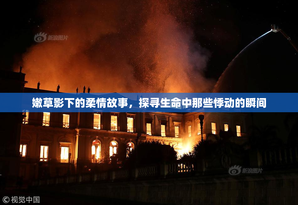 嫩草影下的柔情故事，探寻生命中那些悸动的瞬间