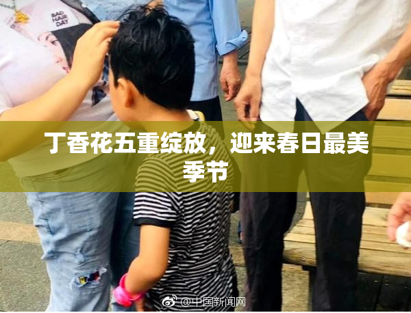 丁香花五重绽放，迎来春日最美季节