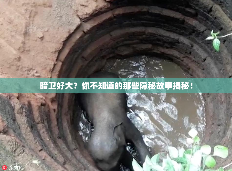 暗卫好大？你不知道的那些隐秘故事揭秘！