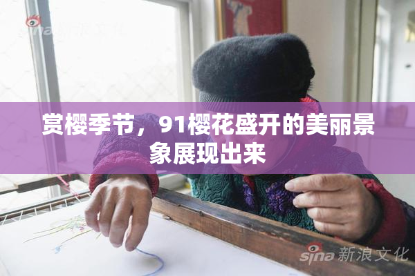 赏樱季节，91樱花盛开的美丽景象展现出来