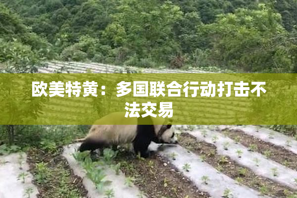 欧美特黄：多国联合行动打击不法交易