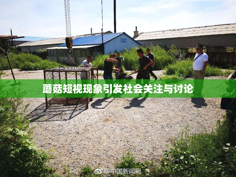 蘑菇短视现象引发社会关注与讨论