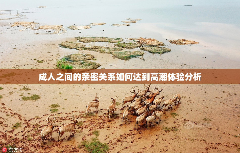 成人之间的亲密关系如何达到高潮体验分析