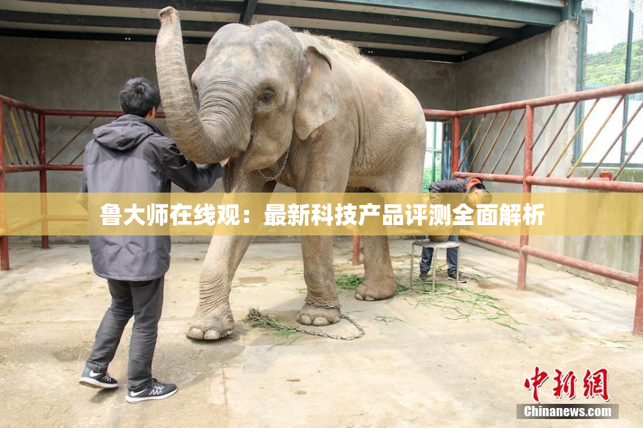 鲁大师在线观：最新科技产品评测全面解析