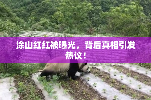 涂山红红被曝光，背后真相引发热议！