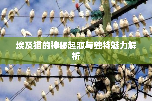 埃及猫的神秘起源与独特魅力解析