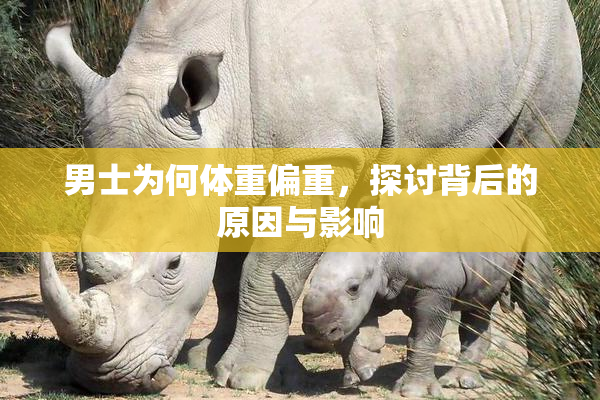男士为何体重偏重，探讨背后的原因与影响