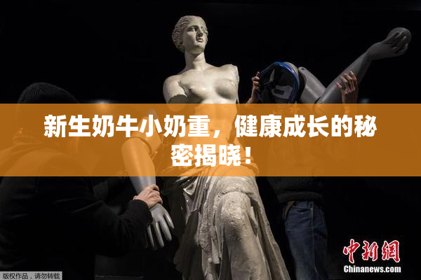 新生奶牛小奶重，健康成长的秘密揭晓！