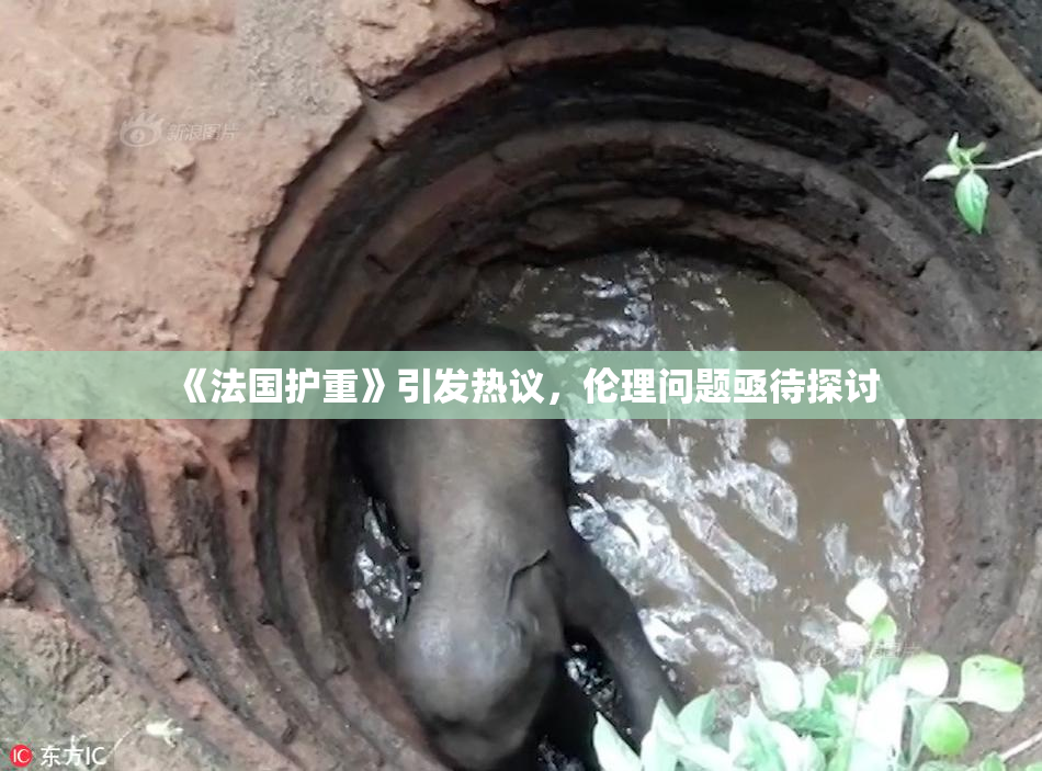 《法国护重》引发热议，伦理问题亟待探讨
