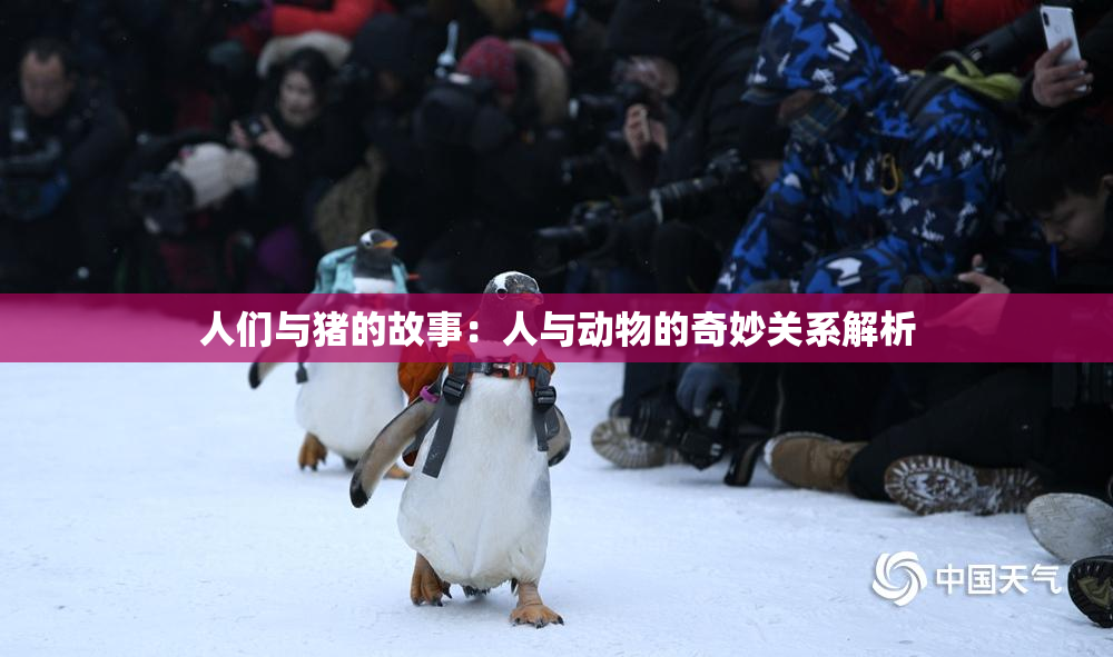 人们与猪的故事：人与动物的奇妙关系解析