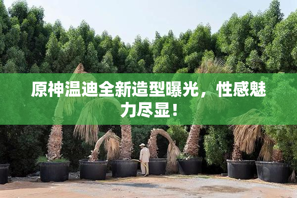 原神温迪全新造型曝光，性感魅力尽显！
