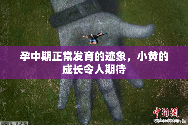 孕中期正常发育的迹象，小黄的成长令人期待