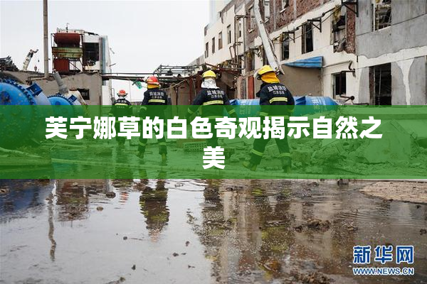 芙宁娜草的白色奇观揭示自然之美