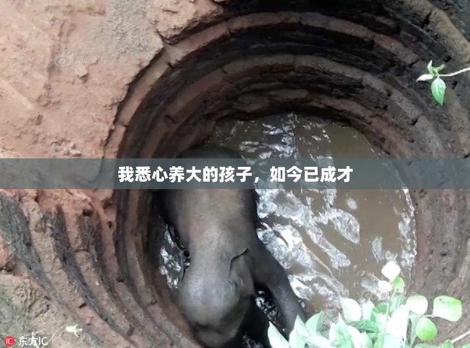 我悉心养大的孩子，如今已成才