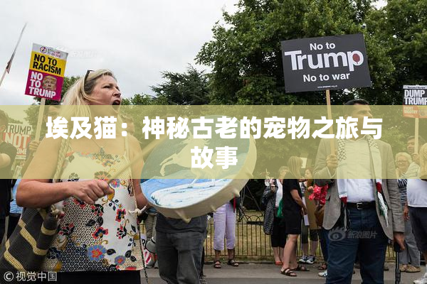 埃及猫：神秘古老的宠物之旅与故事