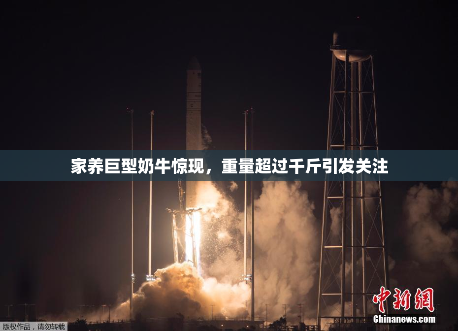 家养巨型奶牛惊现，重量超过千斤引发关注