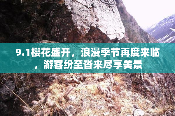 9.1樱花盛开，浪漫季节再度来临，游客纷至沓来尽享美景