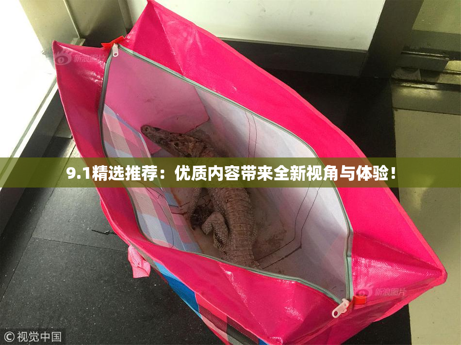 9.1精选推荐：优质内容带来全新视角与体验！