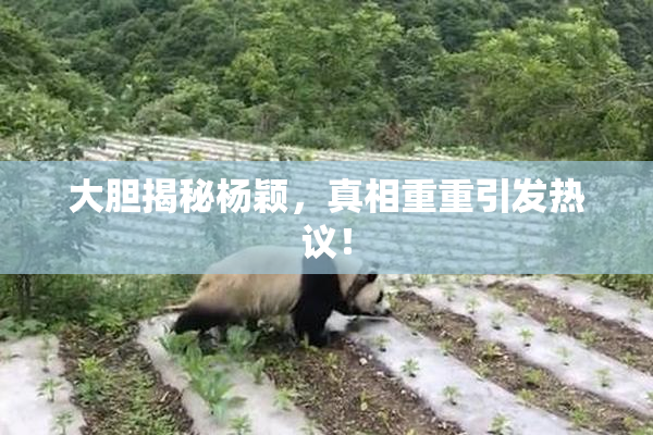 大胆揭秘杨颖，真相重重引发热议！