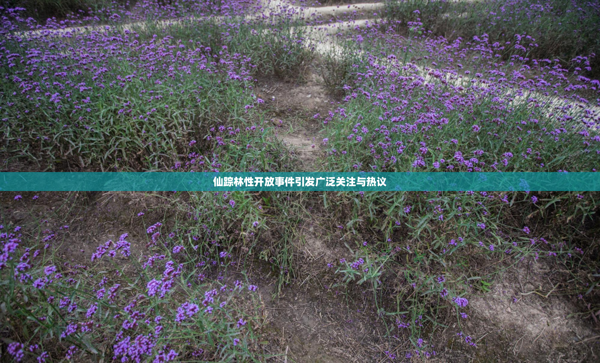 仙踪林性开放事件引发广泛关注与热议