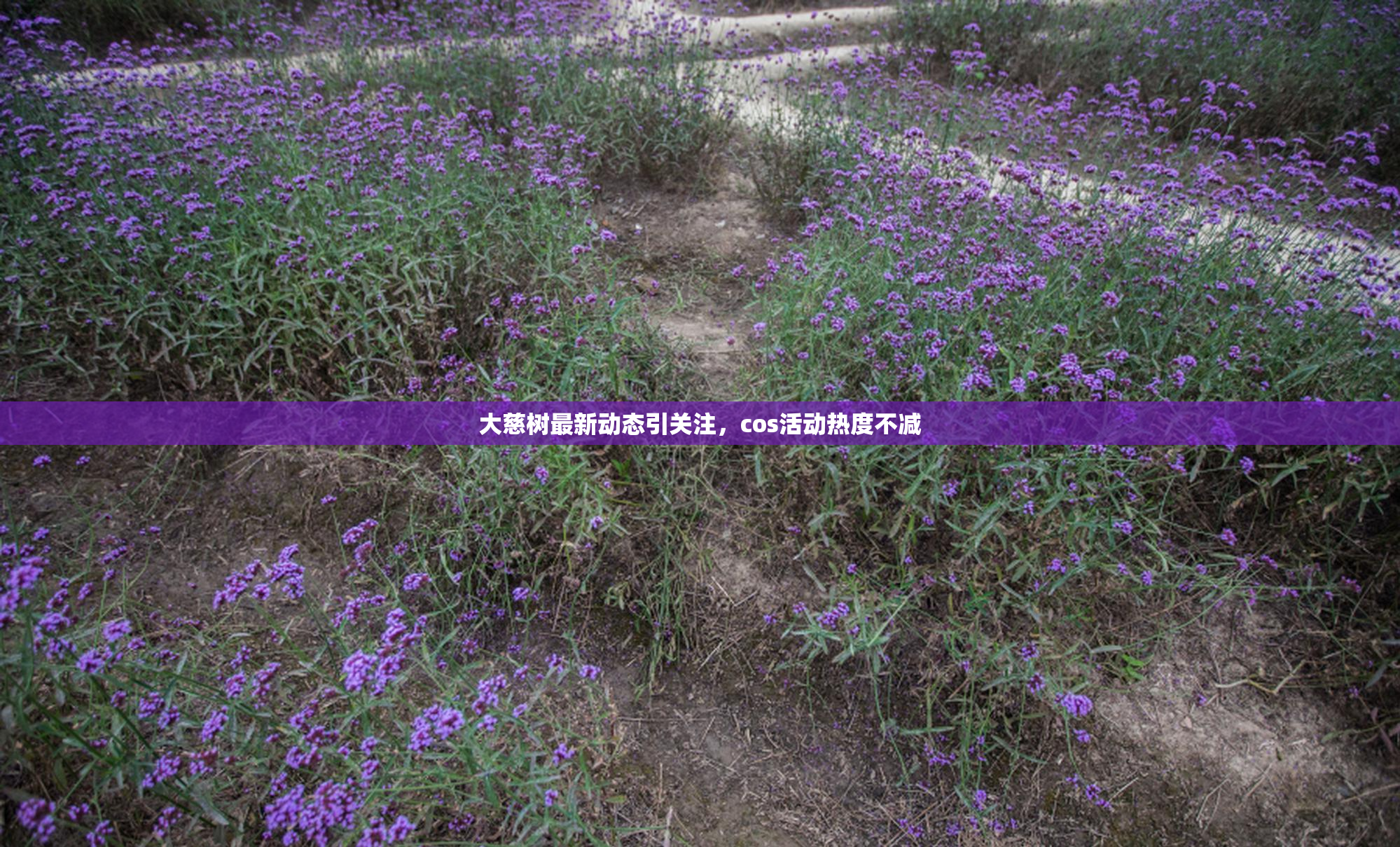 大慈树最新动态引关注，cos活动热度不减