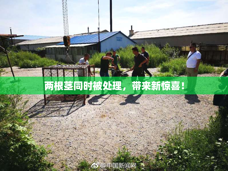 两根茎同时被处理，带来新惊喜！