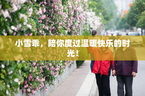 小雪乖，陪你度过温暖快乐的时光！