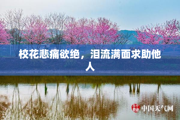 校花悲痛欲绝，泪流满面求助他人