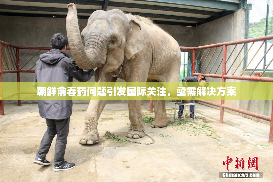 朝鲜俞春药问题引发国际关注，亟需解决方案