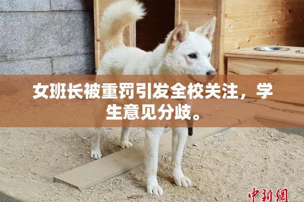 女班长被重罚引发全校关注，学生意见分歧。