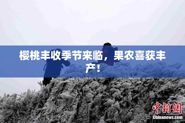 樱桃丰收季节来临，果农喜获丰产！