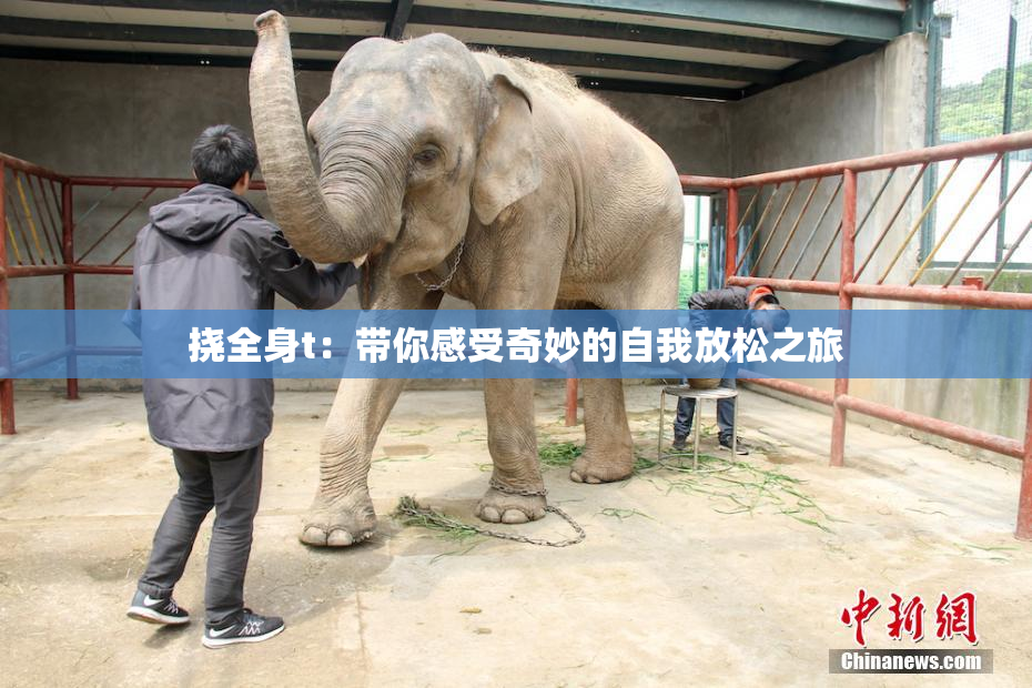 挠全身t：带你感受奇妙的自我放松之旅