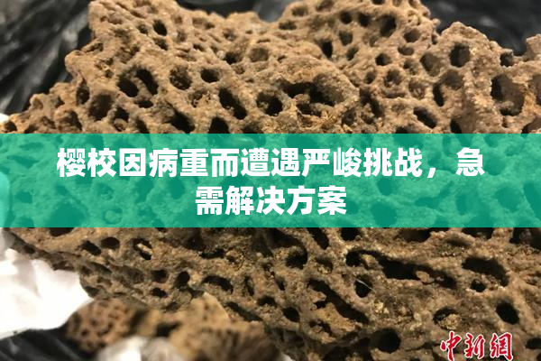 樱校因病重而遭遇严峻挑战，急需解决方案