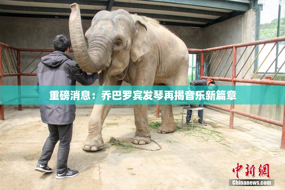 重磅消息：乔巴罗宾发琴再揭音乐新篇章