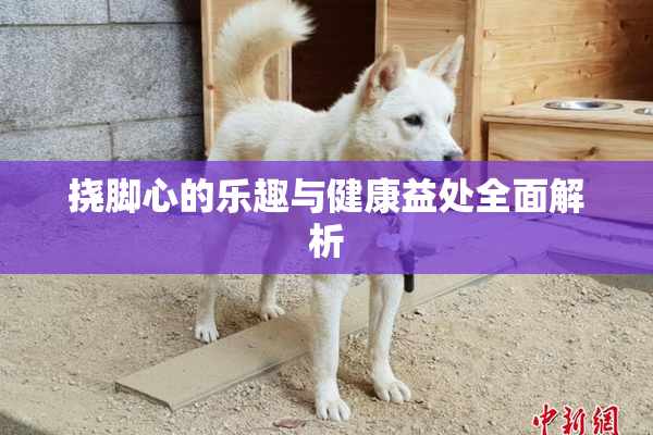 挠脚心的乐趣与健康益处全面解析