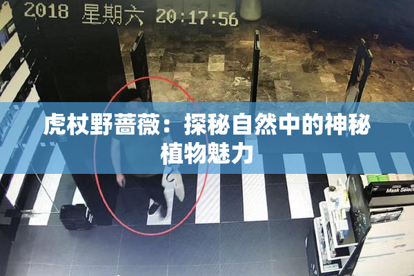 虎杖野蔷薇：探秘自然中的神秘植物魅力