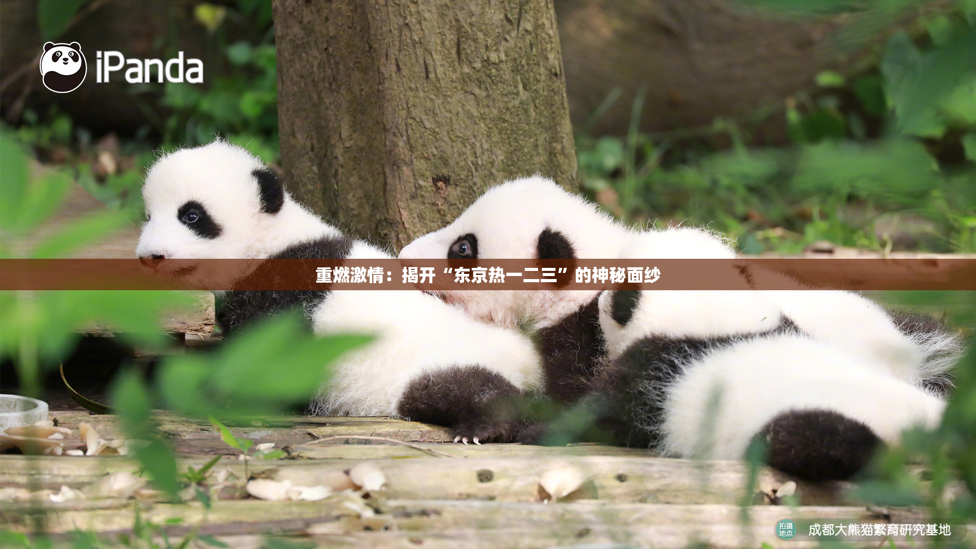 重燃激情：揭开“东京热一二三”的神秘面纱