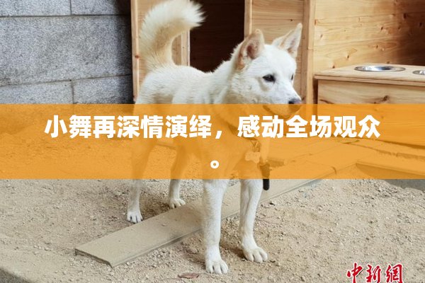 小舞再深情演绎，感动全场观众。